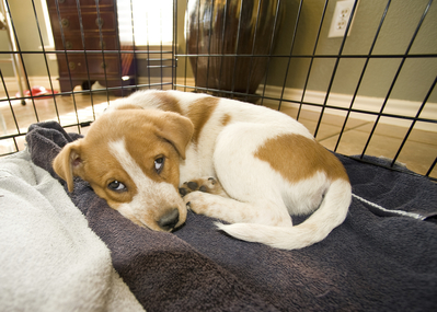 Puppy in Crate